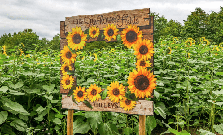 tulleys farm sunflower field 