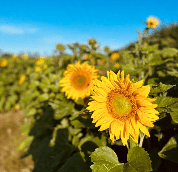 sharnfold farm sunflower trail