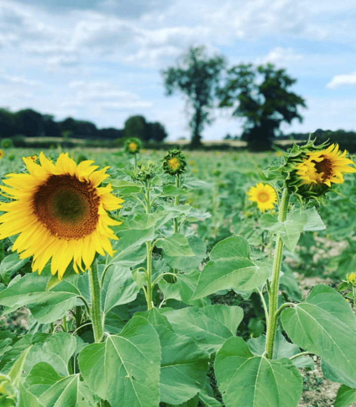 sidnye flowers pick your own sunflowers 